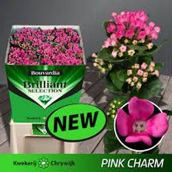 Bouvardie rosa Pink Charme 70cm