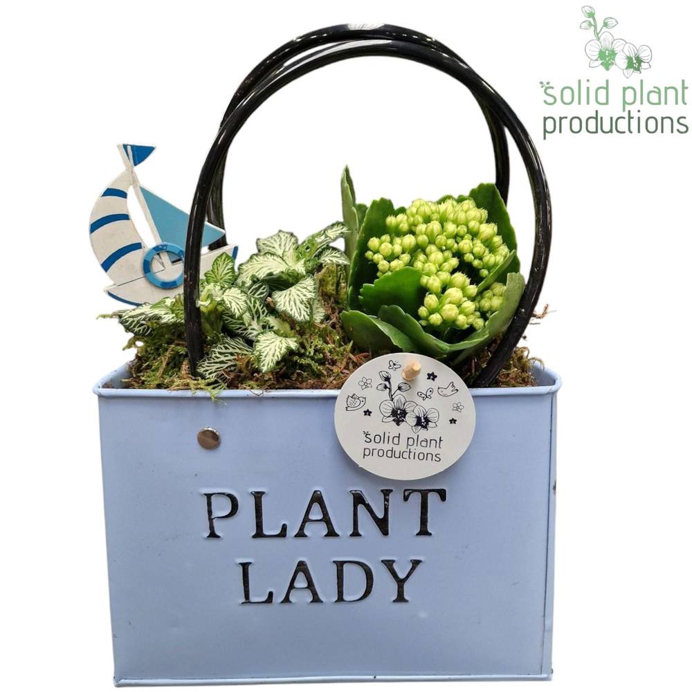 Kal.Arr ZKE001BLUE T18 H028