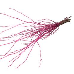 Trocken Zweig Birke lila L70cm