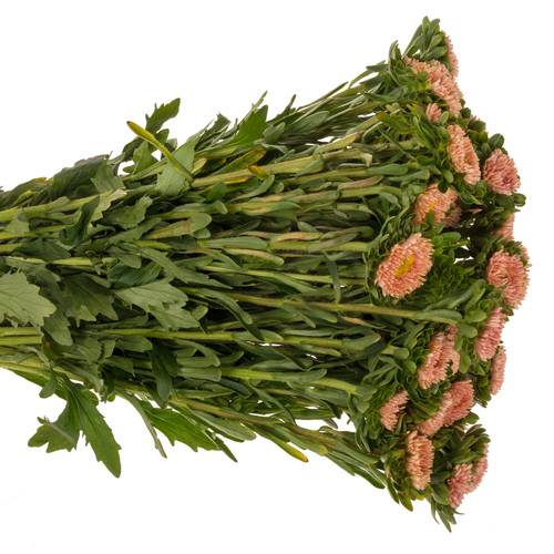 Aster lachs Abrikoos 45cm