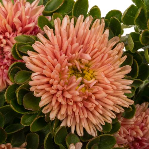 Aster lachs Abrikoos 45cm