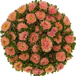 Aster lachs Abrikoos 45cm