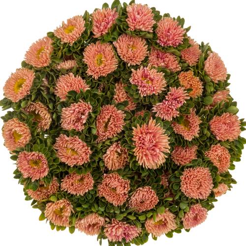 Aster lachs Abrikoos 45cm