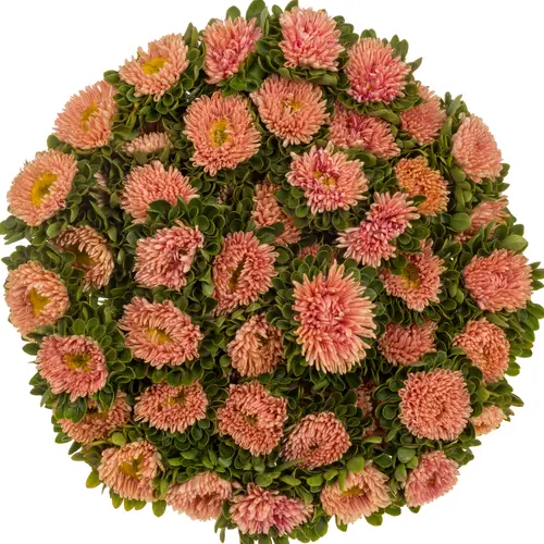 Aster lachs Abrikoos 45cm
