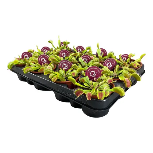 Dionaea Muscipula T08,5 H010
