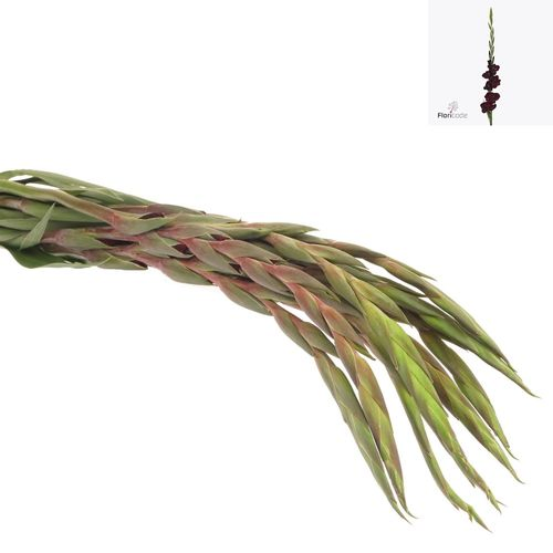 Gladiole rot dunkel Sweet shadow 90cm