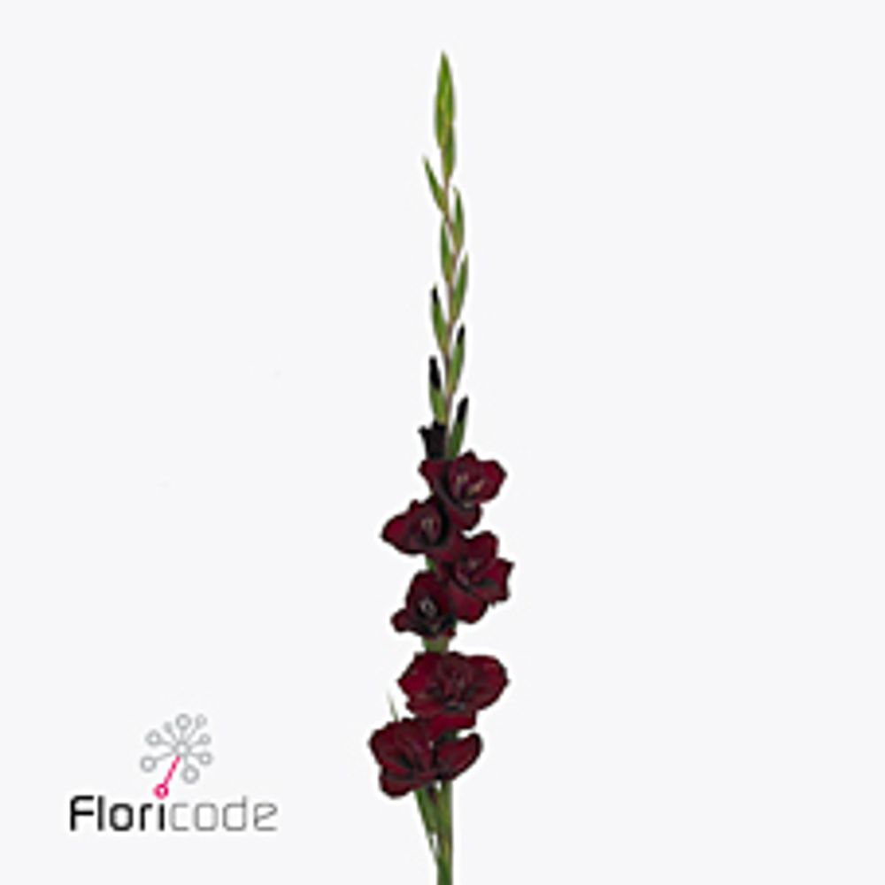 Gladiole rot dunkel Sweet shadow 90cm