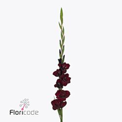 Gladiole rot dunkel Sweet shadow 90cm
