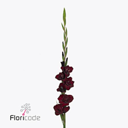 Gladiole rot dunkel Sweet shadow 90cm
