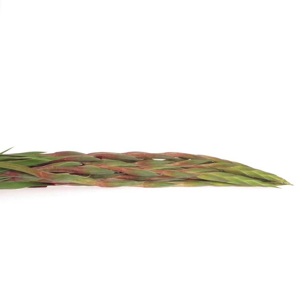 Gladiole rot dunkel Sweet shadow 90cm