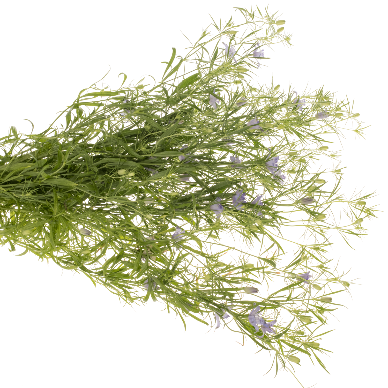 Nigella hell blau Bucharica 65cm