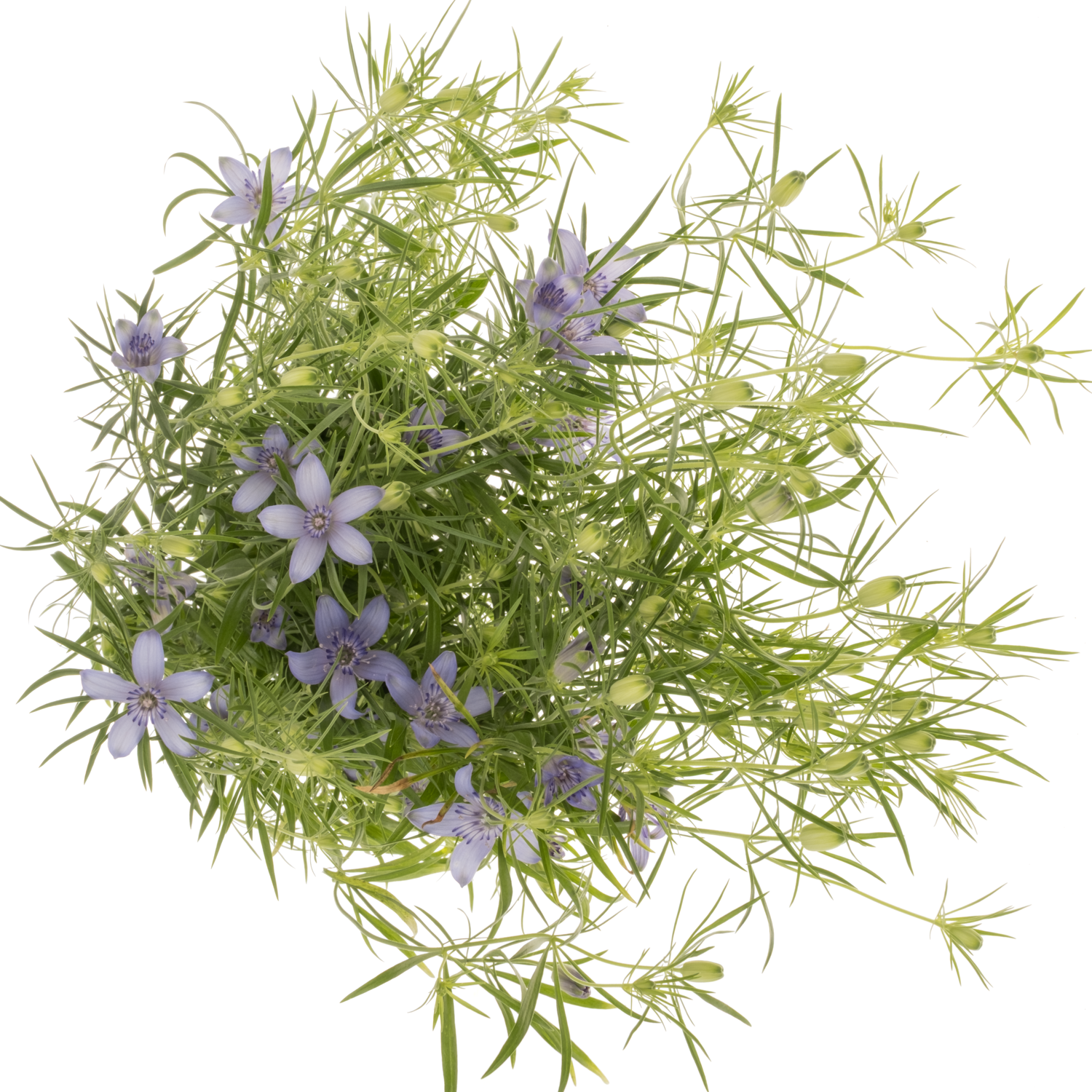 Nigella hell blau Bucharica 65cm