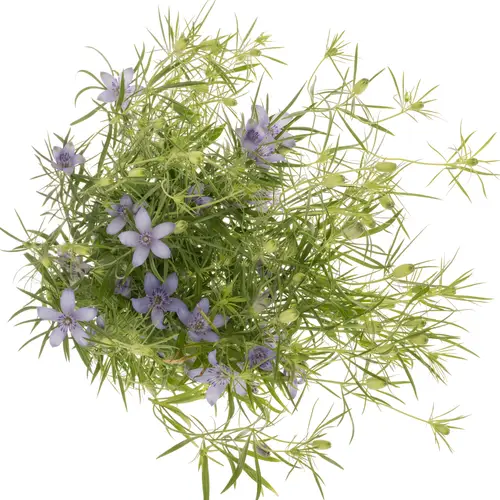 Nigella hell blau Bucharica 65cm