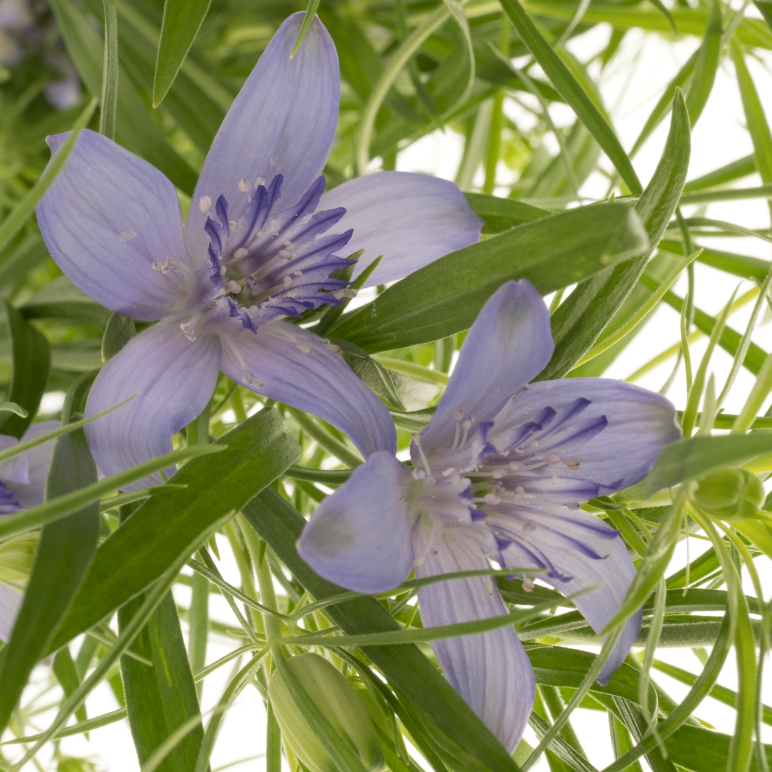 Nigella hell blau Bucharica 65cm