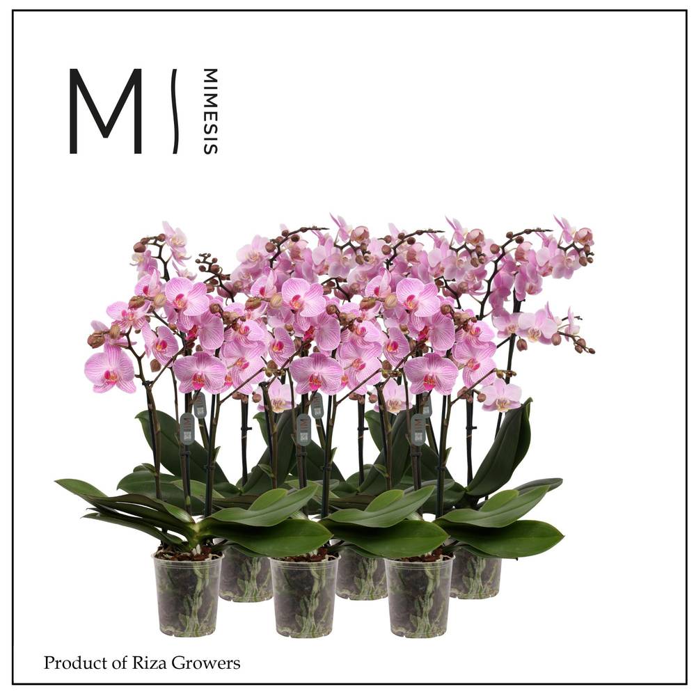 Phal.3-R rosa Mimesis T12 H050