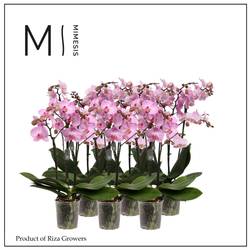 Phal.3-R rosa Mimesis T12 H050