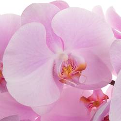 Phalaenopsis rosa Tikal 80cm 10 Bis 14 Blüte