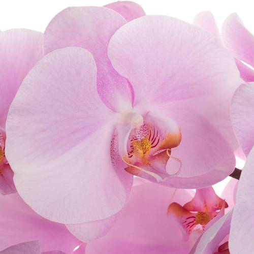 Phalaenopsis rosa Tikal 80cm 10 Bis 14 Blüte