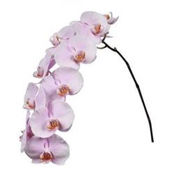 Phalaenopsis rosa Tikal 80cm 10 Bis 14 Blüte