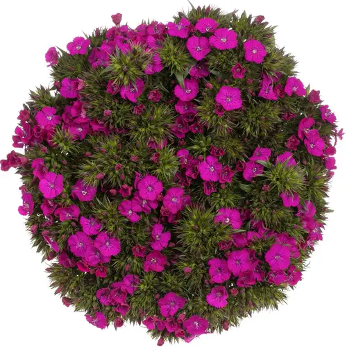 Bartnelke fuchsia Neon Purple 60cm