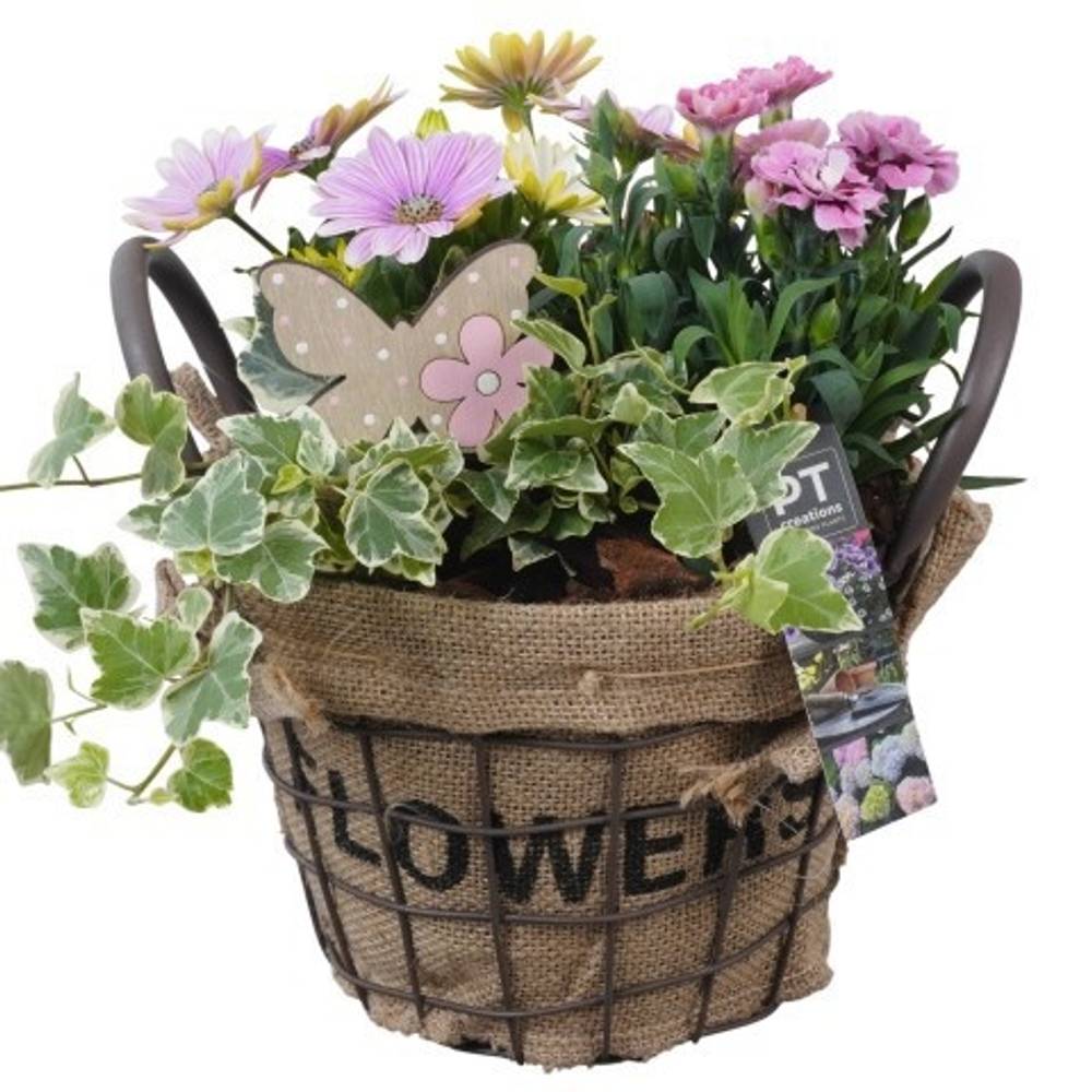 Garten.Arr PTPP6916 T20 H028
