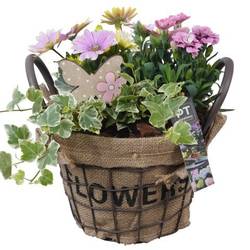 Garten.Arr PTPP6916 T20 H028