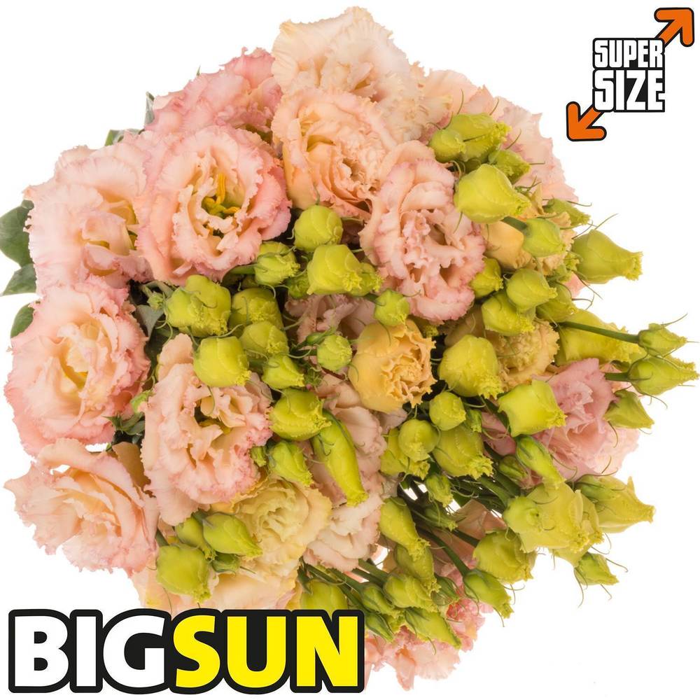 Lisianthus apricot Bigsun 5+Blüte 70cm