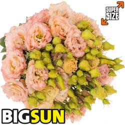 Lisianthus apricot Bigsun 5+Blüte 70cm