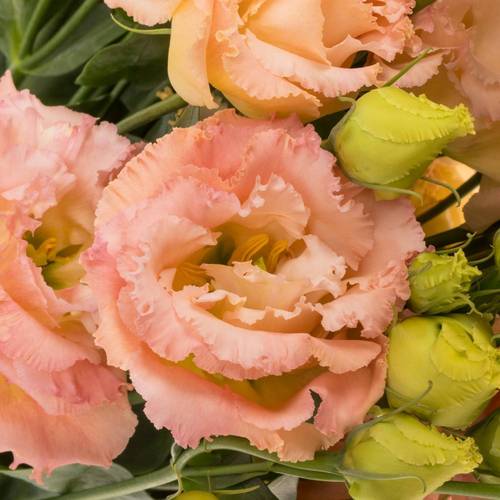 Lisianthus apricot Bigsun 5+Blüte 70cm