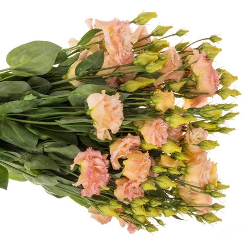 Lisianthus apricot Bigsun 5+Blüte 70cm