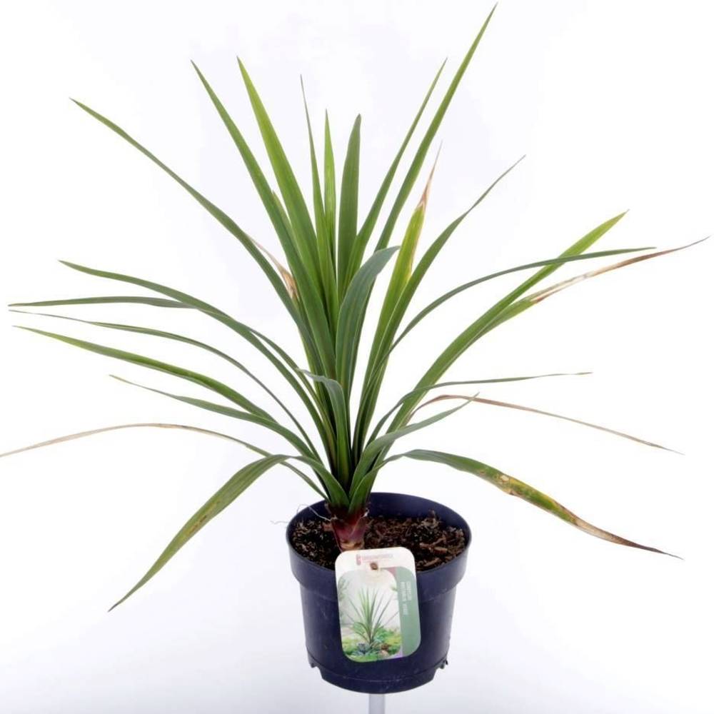 Cordyline Australis Verde T17 H060