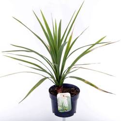 Cordyline Australis Verde T17 H060