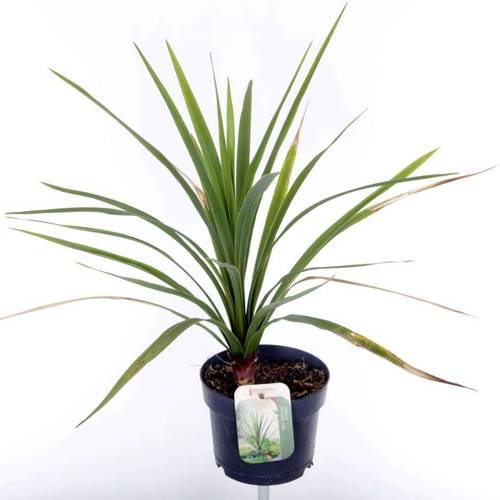 Cordyline Australis Verde T17 H060