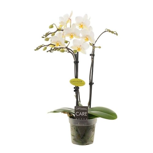 Phal.3-R weiss Lilly T07 H25 