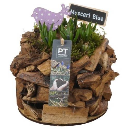 Muscari.Arr PTMB6276 T17 H019