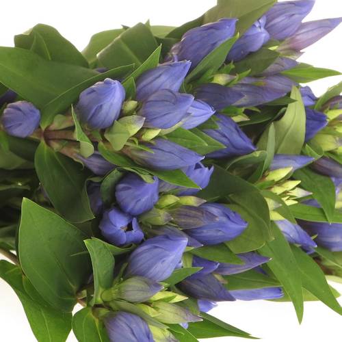 Enzian blau Kagayaki 50cm