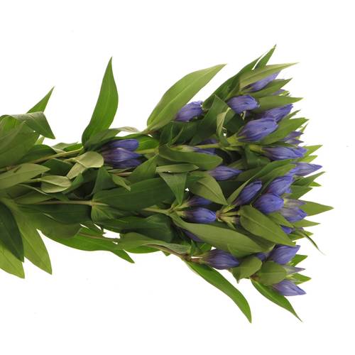 Enzian blau Kagayaki 50cm