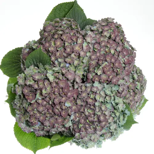 Hortensie grün/rot ClasBeau Luxor 8 80cm