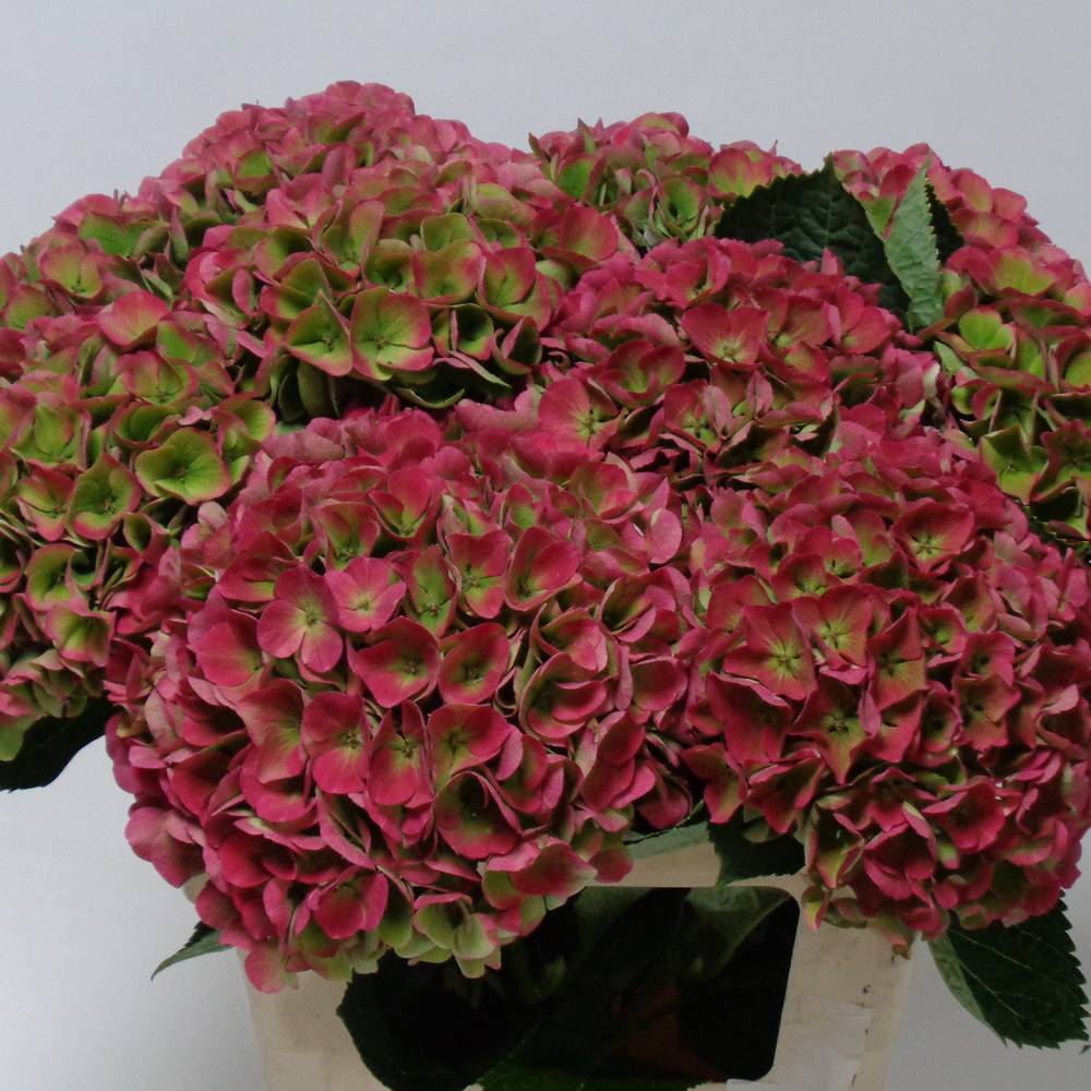 Hortensie rot/grün Opal classic Bol 17cm 60cm