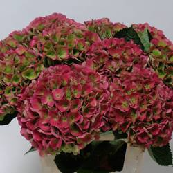 Hortensie rot/grün Opal classic Bol 17cm 60cm