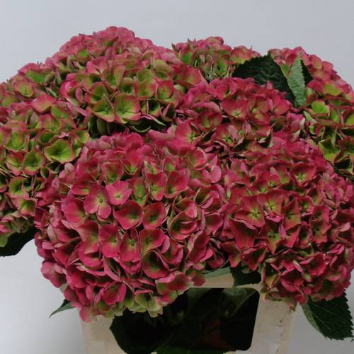 Hortensie rot/grün Opal classic Bol 17cm 60cm