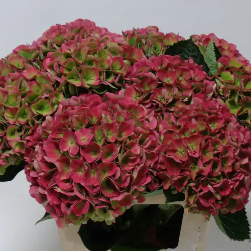 Hortensie rot/grün Opal classic Bol 17cm 60cm