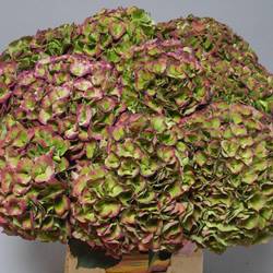 Hortensie rotgrün Opal classic Bol 20cm 60cm