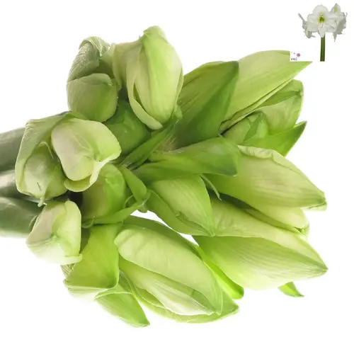 Amaryllis weiss Mont Blanc 