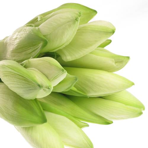 Amaryllis weiss Mont Blanc 