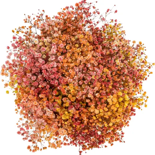 Gyps mix Herbst Ecuador grosse Blüte 80 cm