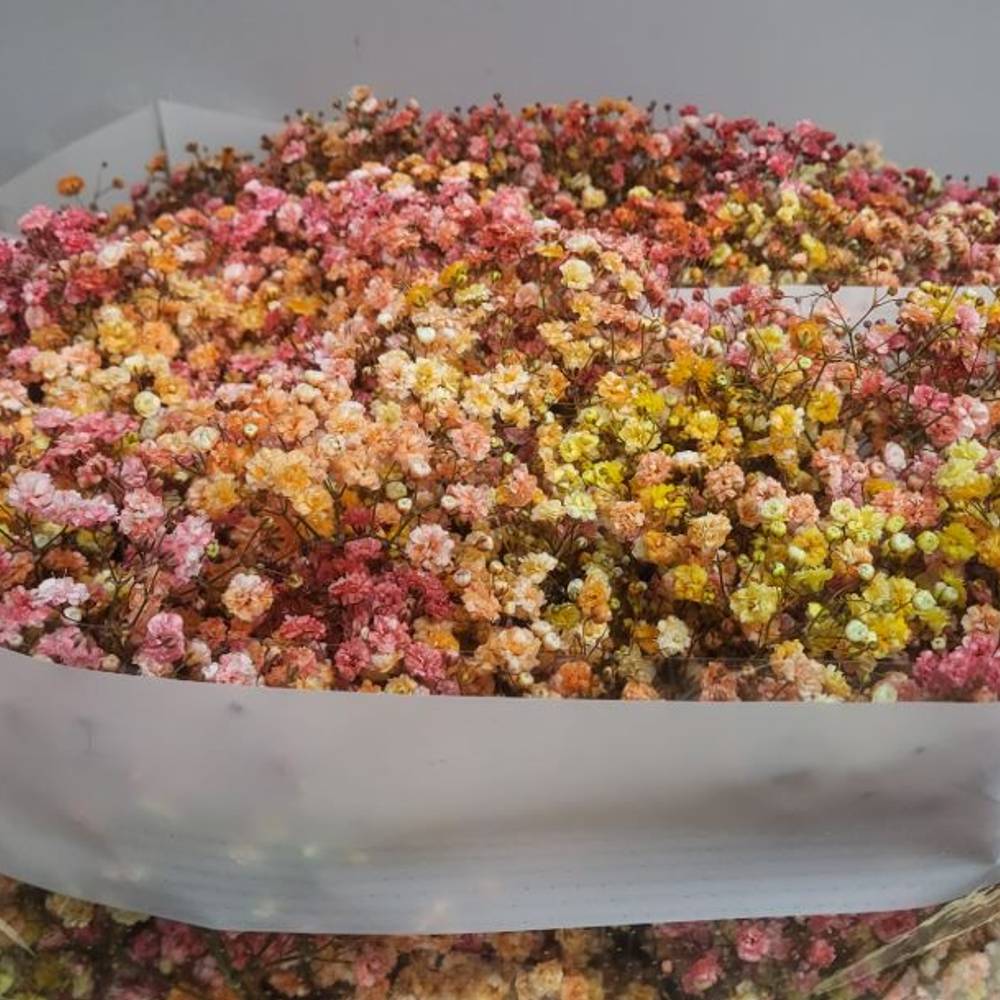 Gyps mix Herbst Ecuador grosse Blüte 80 cm