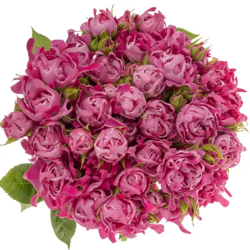 Rose verzweigt dunkel rosa New Look 50cm