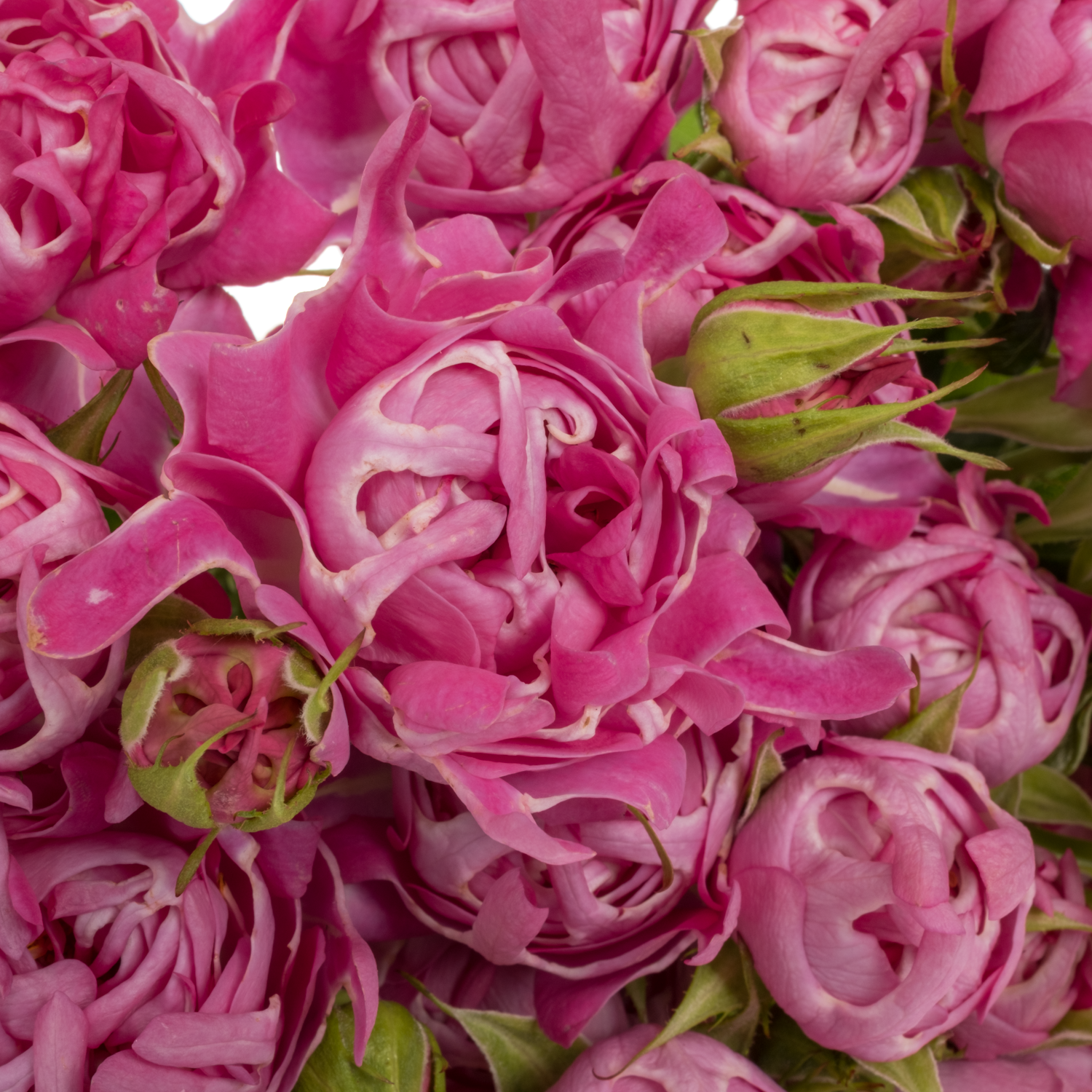 Rose verzweigt dunkel rosa New Look 50cm
