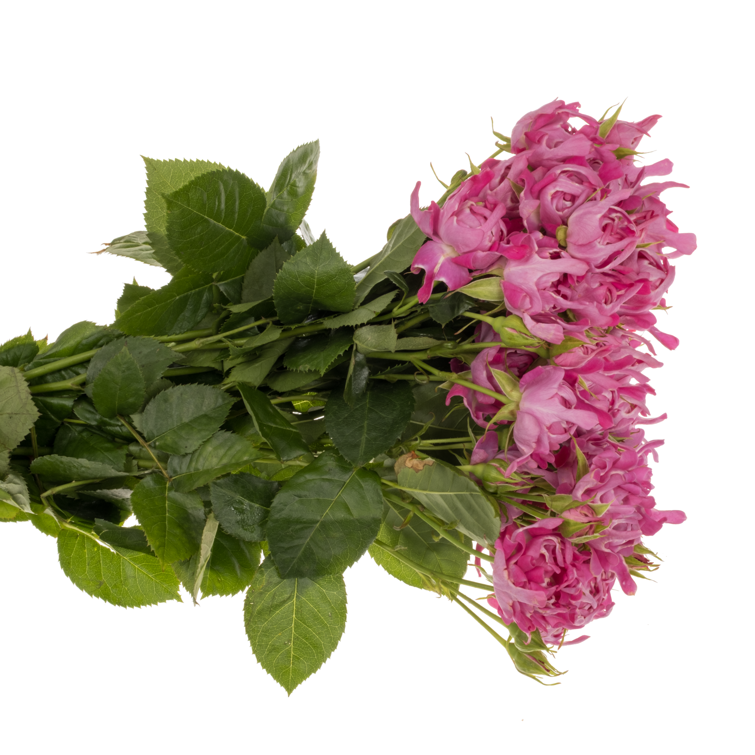Rose verzweigt dunkel rosa New Look 50cm